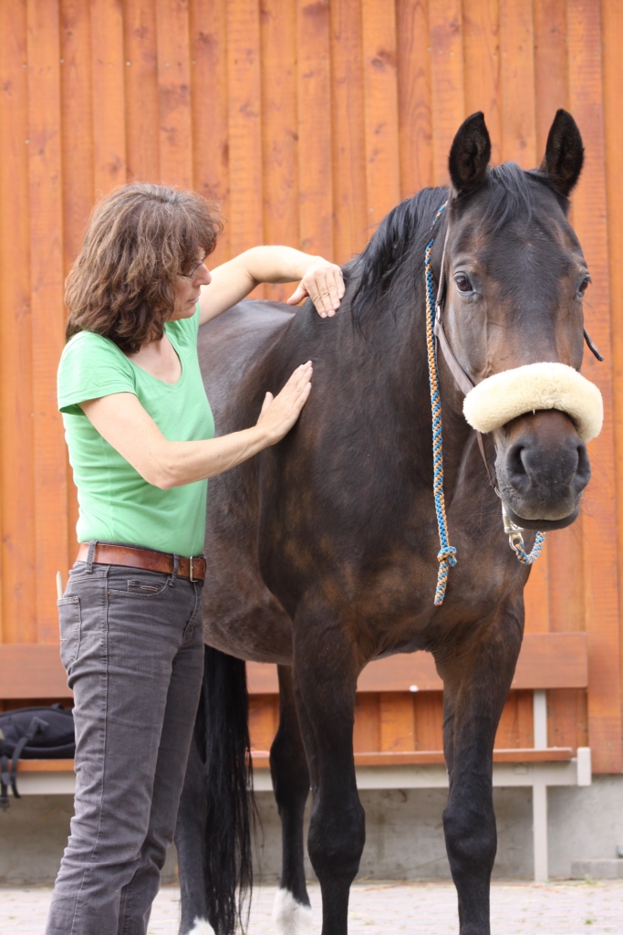 Behandlung eines Pferdes
